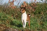 BASENJI 032